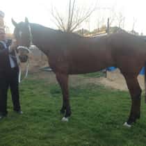 Racehorse