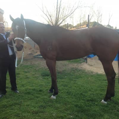 Racehorse
