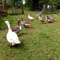 Lawi