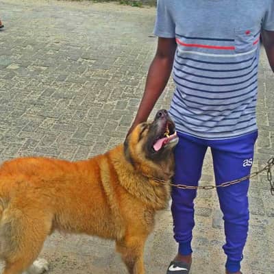 Olamide