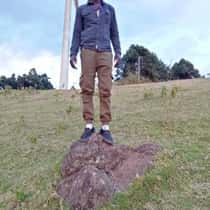 francis