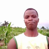 innocent parsol