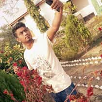bulbul