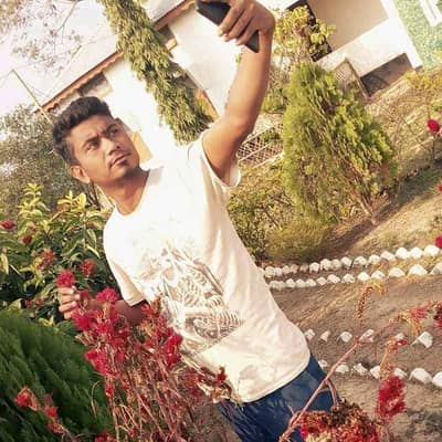 bulbul