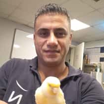 Arif